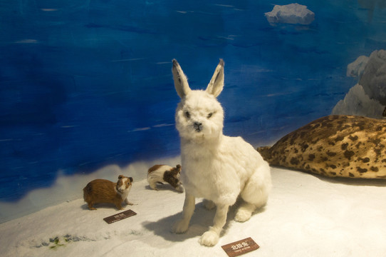 北极兔和旅鼠标本展示