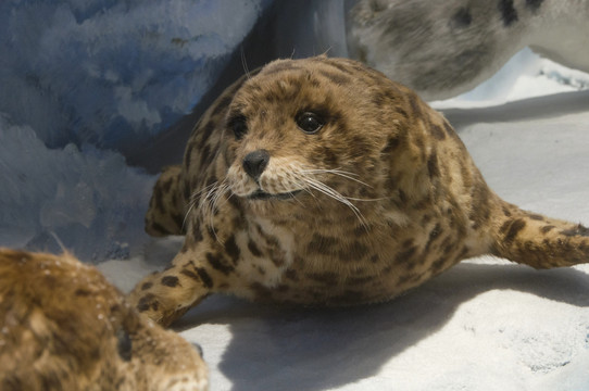 斑海豹标本展示