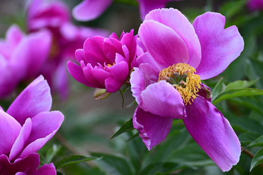 芍药