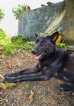 家犬