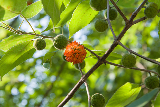 构树上的成熟的红构果