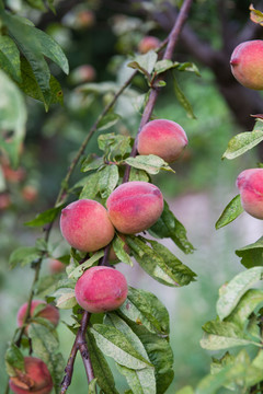 桃树上成熟的桃子