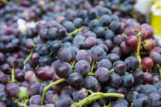 采摘的丰收的葡萄