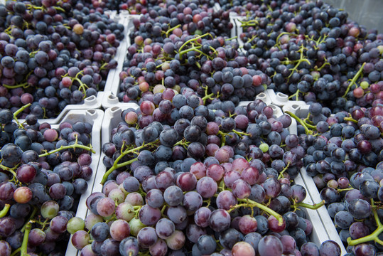 采摘的丰收的葡萄