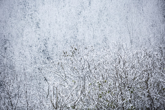 树枝雪