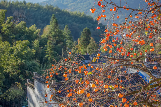 塔川村