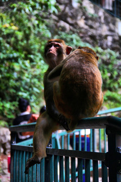 黔灵山猴子