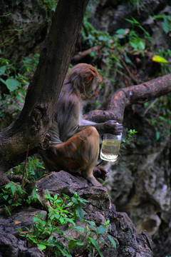 喝水的野猴子