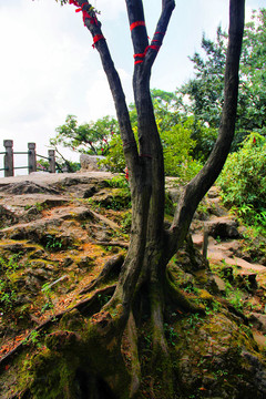 黔灵山山顶老松树