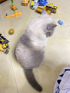 宠物猫英短