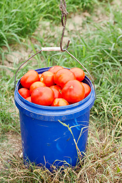 桶里面放满西红柿