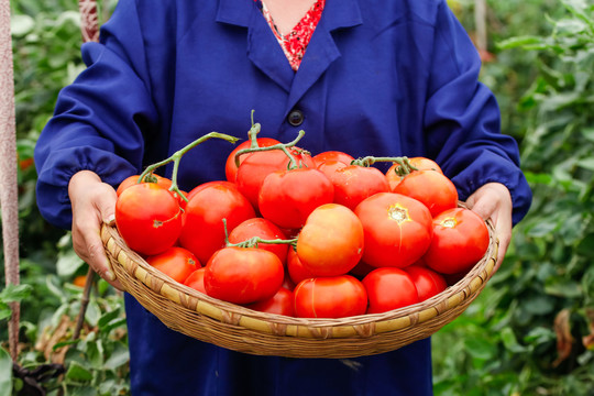 农民抱着一篮沙瓤西红柿