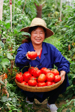 农民抱着一篮沙瓤西红柿