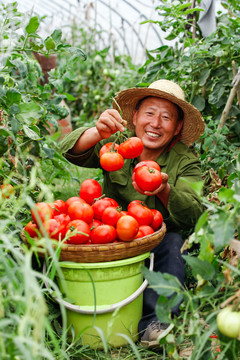 农民手上拿着沙瓤西红柿