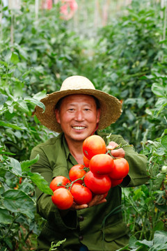 农民手上拿着沙瓤西红柿