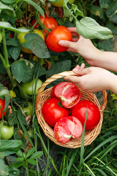 手上提着一篮沙瓤西红柿