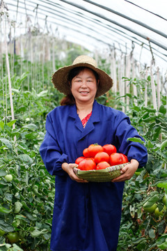农民手上抱着一筐沙瓤西红柿