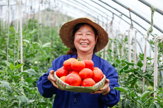 农民手上抱着一筐沙瓤西红柿