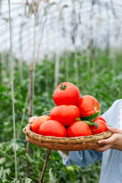 女孩手上端着一篮沙瓤西红柿