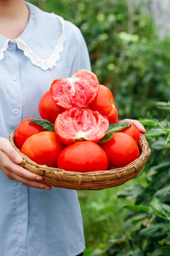 手上端着一篮沙瓤西红柿