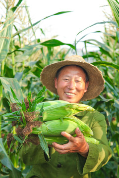 农民手上抱着糯玉米