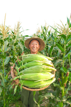 农民抱着一筐玉米