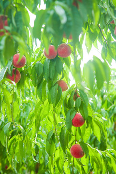 一片胭脂红桃子林