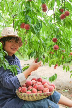 农民正在摘桃子