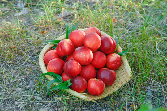 草坪上放着一篮红油桃