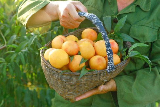 农民手上抱着一筐黄油桃
