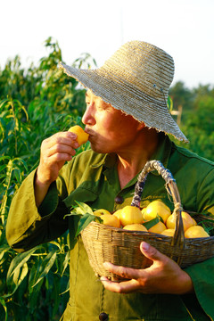农民手上拿着黄心油桃