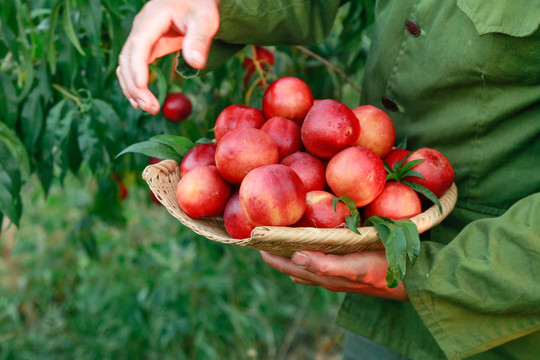 农民手上抱着一筐红油桃