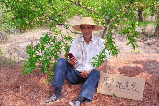 农民正在蜂糖李果园自拍