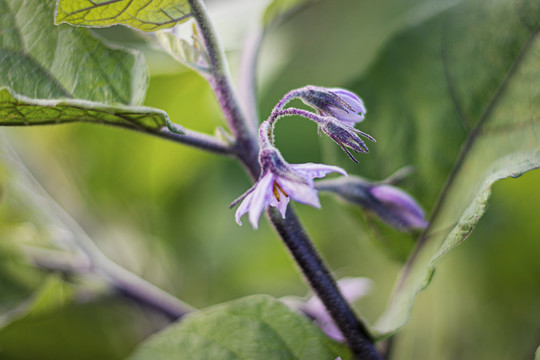 茄子花