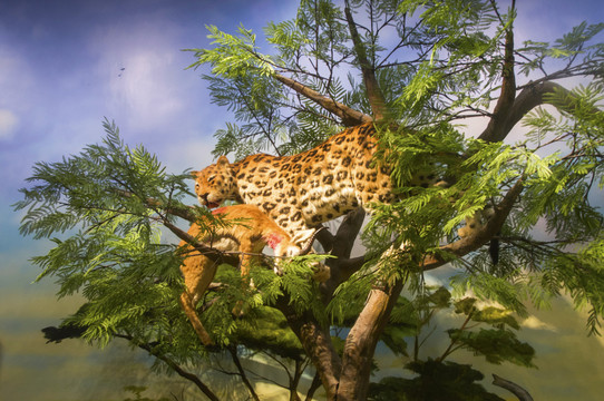 非洲豹树上藏猎物
