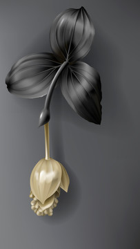 素雅黑金色花卉插图