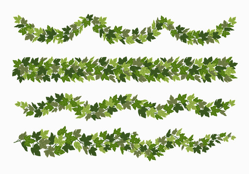 常春藤植物框线插图