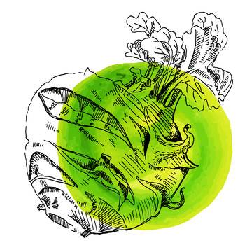 素描绿色蔬菜插图