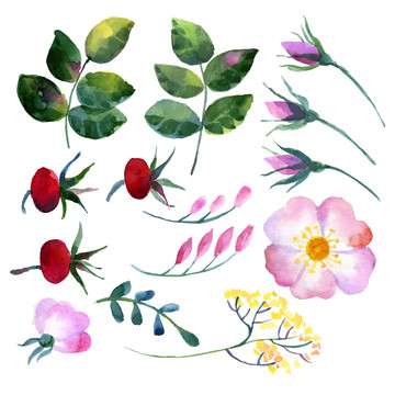 水彩植物花朵插图
