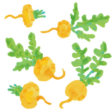 橘黄色萝卜蔬菜插图