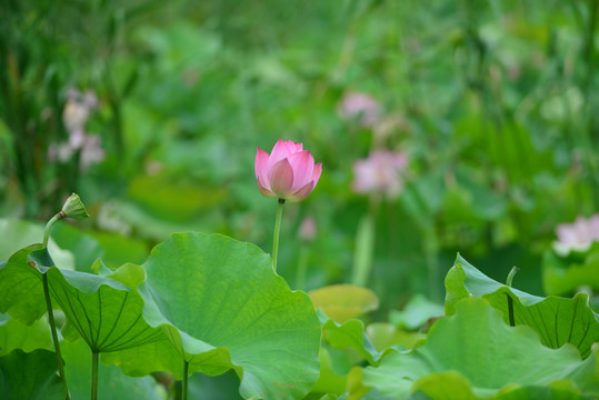 荷花