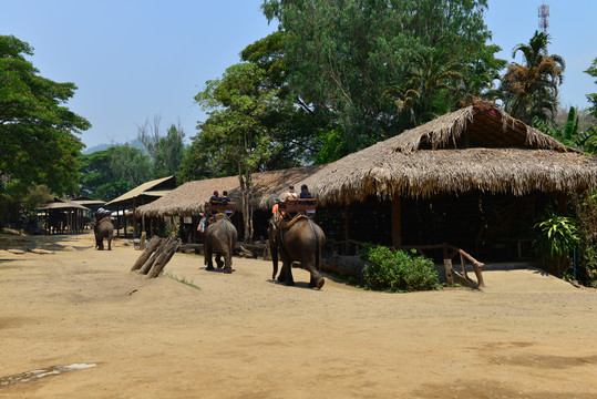 泰国大象