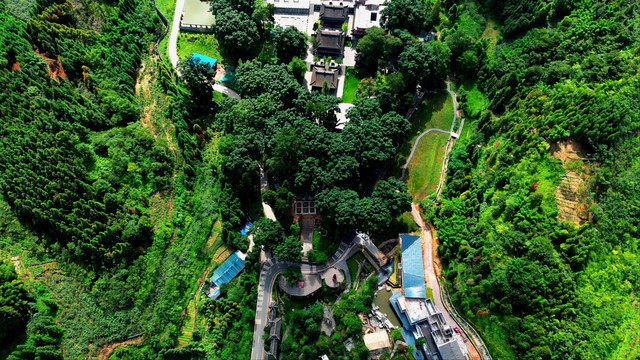 航拍荥经千年云峰寺桢楠林全景