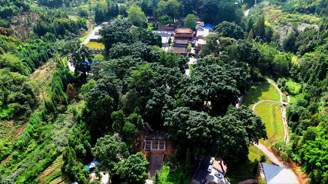 航拍荥经云峰寺桢楠林全景