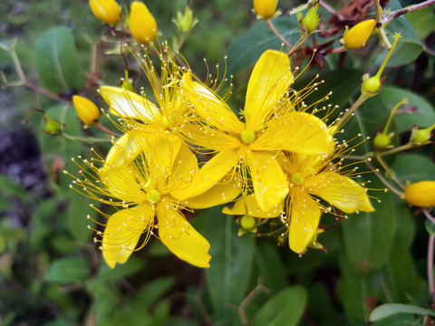 金丝桃花