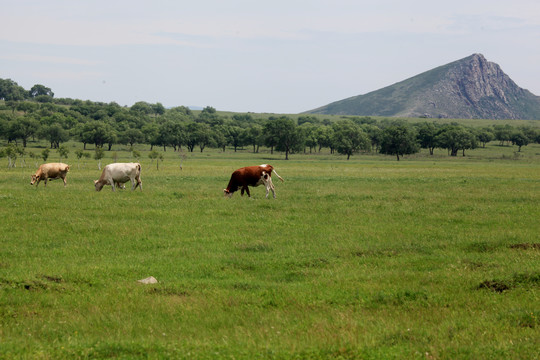 草原上吃草的牛