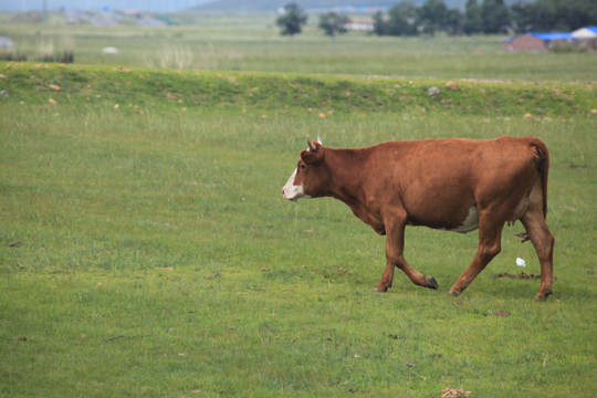 草原上的黄牛