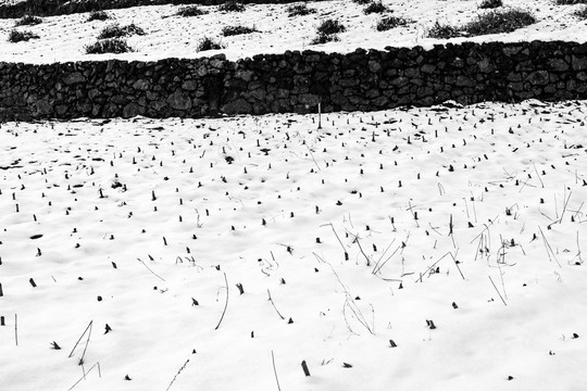 冬季农村田野里覆盖积雪