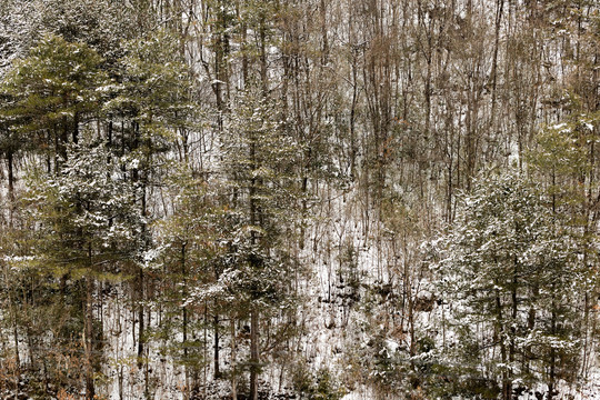 森林树木枝头压满积雪