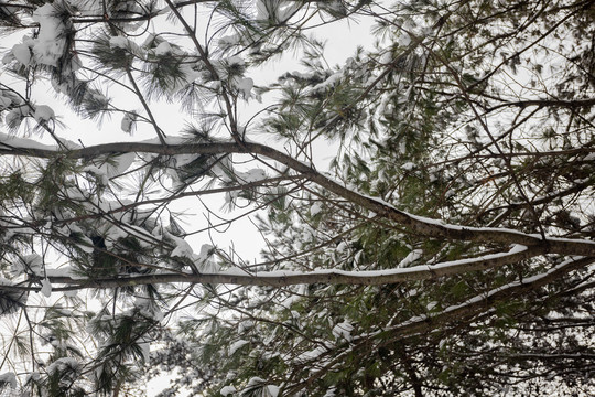 森林树木枝头压满积雪